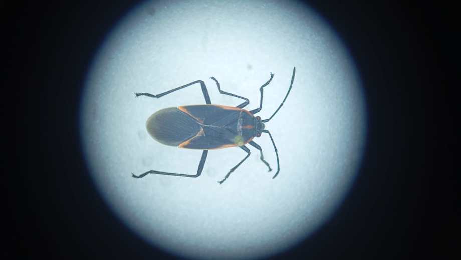 La chinche del arce llegó a la región meses atrás. Foto: gentileza