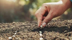 Por qué hay que tirar semillas en el patio y para qué sirve