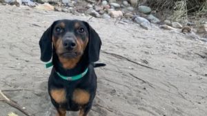 Multa «enorme» al dueño de unos perros salchichas: la explicación que dio el municipio de Chos Malal