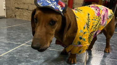 «Me aplicaron una multa enorme»: sus perros salchichas le ladraron a una moto y terminó con una sanción, en Chos Malal