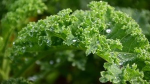 Fácil de cultivar y súper nutritiva: por qué elegir Kale en lugar de espinaca o acelga