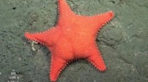 Imagen de CONICET desde las profundidades marinas: por qué la estrella de mar parece tener «cola», según los científicos