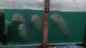 Escándalo en Mar del Plata: denuncian «abandono» de delfines y lobos marinos en un acuario que está cerrado hace meses