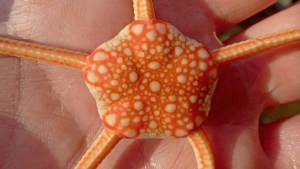 Biología marina: dónde estudiar para trabajar en proyectos como el streaming viral del CONICET