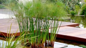 Una planta, tres beneficios: decora, perfuma y purifica el ambiente