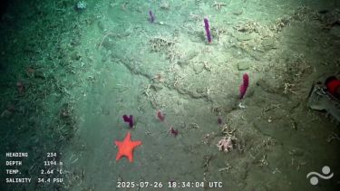 La expedición del Conicet llega a Río Negro y Chubut: cuándo comienza la recorrida por los valles submarinos de Viedma