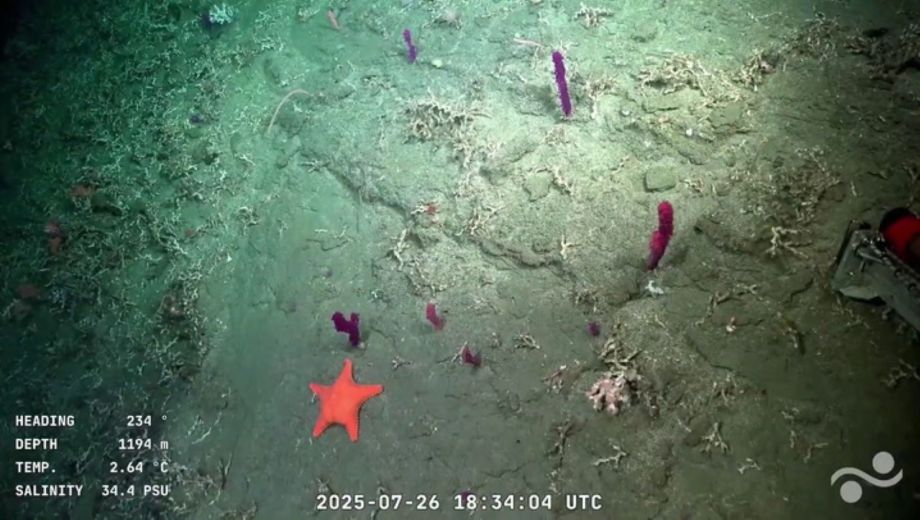  La transmisión que logró captar la atención del público llega a Río Negro y Chubut a partir de septiembre.