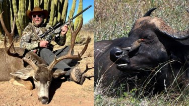 Un multimillonario estadounidense murió tras ser embestido por un búfalo de 1.300 kilos 