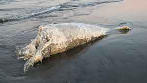 Puerto Madryn otra vez sorprendida: apareció un ballenato muerto en la playa céntrica