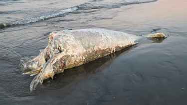 Puerto Madryn otra vez sorprendida: apareció un ballenato muerto en la playa céntrica