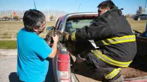 Perro atrapado en una cloaca fue rescatado por Bomberos en Roca y le salvaron la vida con RCP