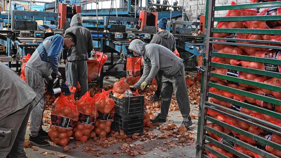 Producción de cebollas en Choele Choel.