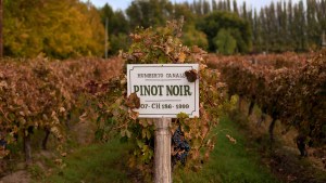 Día internacional del Pinot Noir: una bodega del Alto Valle lidera la producción de vinos de la cepa más desafiante