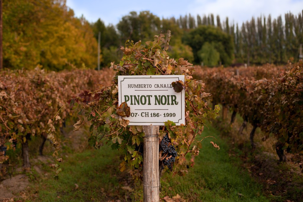 La Bodega Humberto Canale es una de las principales productoras de Pinot Noir en la Patagonia