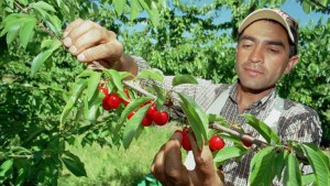 ¿Cuánto cuesta plantar una hectárea de cerezas en Río Negro o Neuquén?