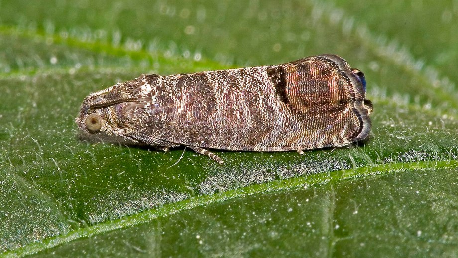 Jornada sobre carpocapsa en frutales de pepita, en Roca.