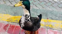 Imagen de Denunciaron al pato Juan y lo desplazaron de una vereda por agredir mascotas: ahora tiene abogado 