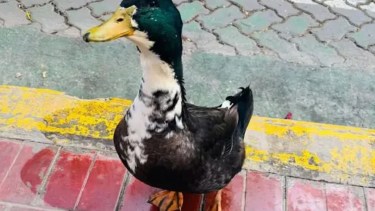 Denunciaron al pato Juan y lo desplazaron de una vereda por agredir mascotas: ahora tiene abogado 