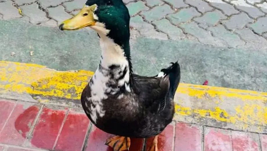 Juan, el pato desplazado de una transitada vereda de Mendoza. 