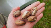 Imagen de La ciencia detrás del pecán: la universidad colabora para diversificar la producción en Valcheta