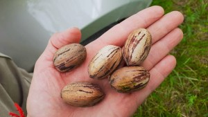 La ciencia detrás del pecán: la universidad colabora para diversificar la producción en Valcheta