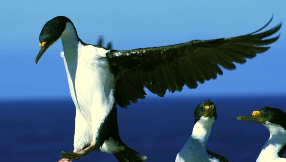 El cormorán imperial es una especie indicadora de la salud de los ecosistemas costeros.