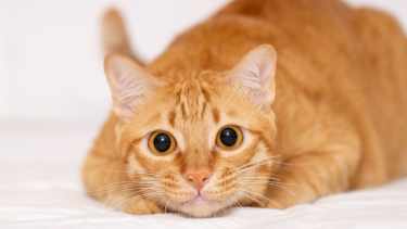 Gatos naranjas: Por qué la mayoría son machos y tienden a ser los más traviesos, según expertos
