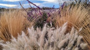 Las gramíneas reinan en los jardines del Alto Valle: las más elegidas y los tips de un paisajista de Neuquén