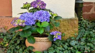 Feng Shui: cuáles son las flores que tenés que sacar de tu casa porque traen mala suerte