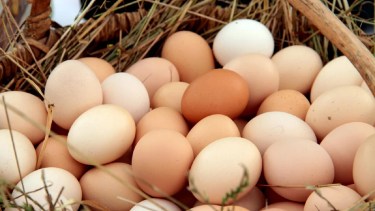 ¿Cuántos huevos se consumen en Argentina per cápita? El récord histórico que se registró en 2025 