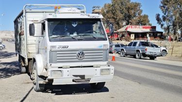 Decomisaron 49 animales en Paso Córdoba de un camión que iba con destino a Neuquén: los motivos