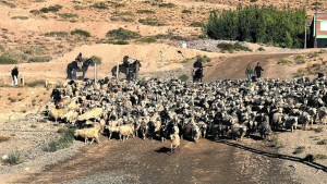 El chivo del norte neuquino: identidad cultural y motor económico