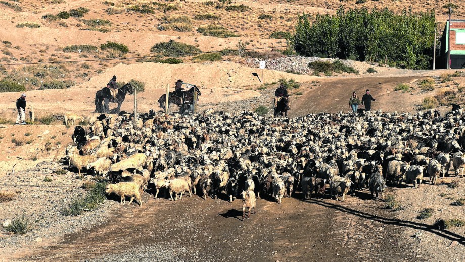 El chivo del norte neuquino carga con siglos de historia, pero también con desafíos contemporáneos.-