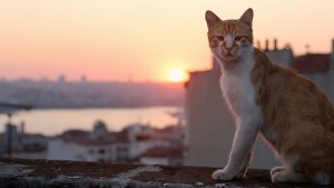 Día del Gato: el documental que muestra cómo los felinos son los verdaderos amos de Estambul
