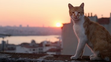 Día del Gato: el documental que muestra cómo los felinos son los verdaderos amos de Estambul