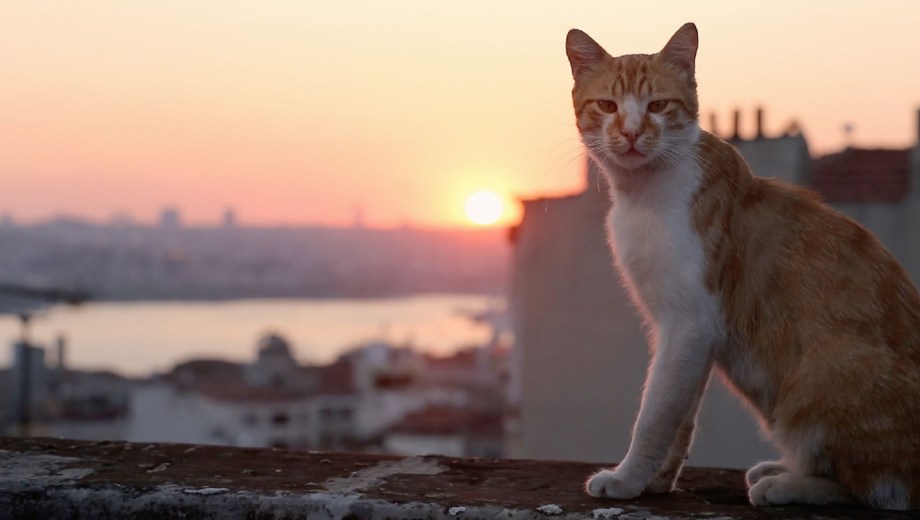 Kedi, documental de gatos de Estambul.