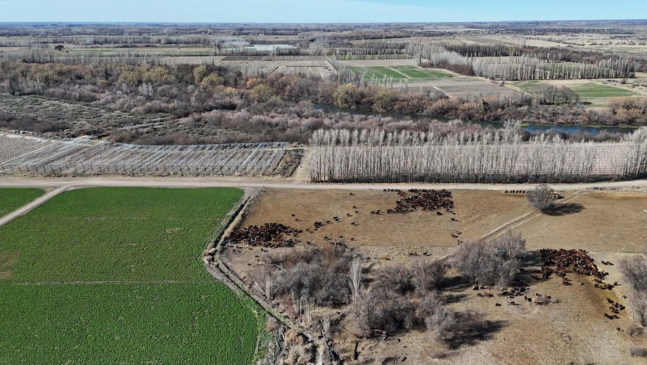 Diversificación productiva en Río Negro. Foto: Florencia Salto.