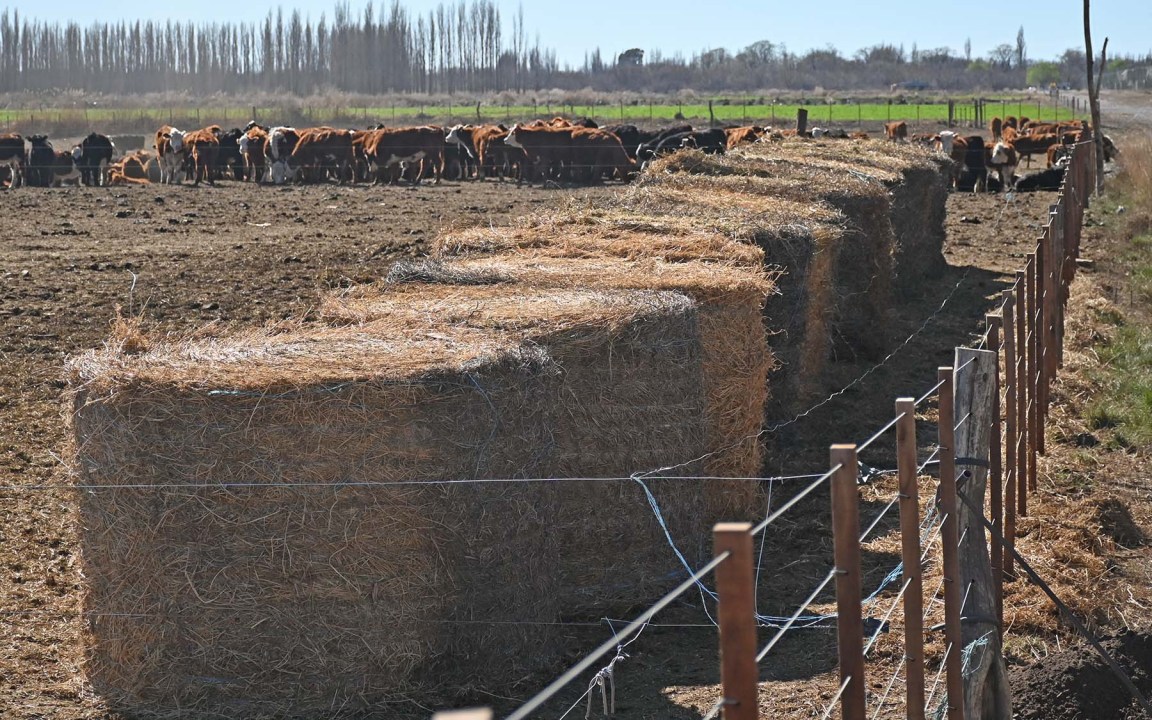 Rollos de alfalfa, claves para el invierno patagónico. Foto: Florencia Salto.