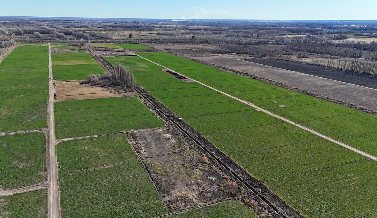 Los O'Dwyer logran 17 toneladas por hectárea de materia seca de alfalfa en el Valle Medio. Foto: Florencia Salto.