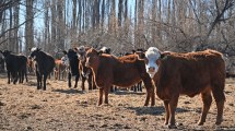 Imagen de Río Negro eximió del pago de impuestos a ganaderos afectados por la sequía: qué zonas alcanza