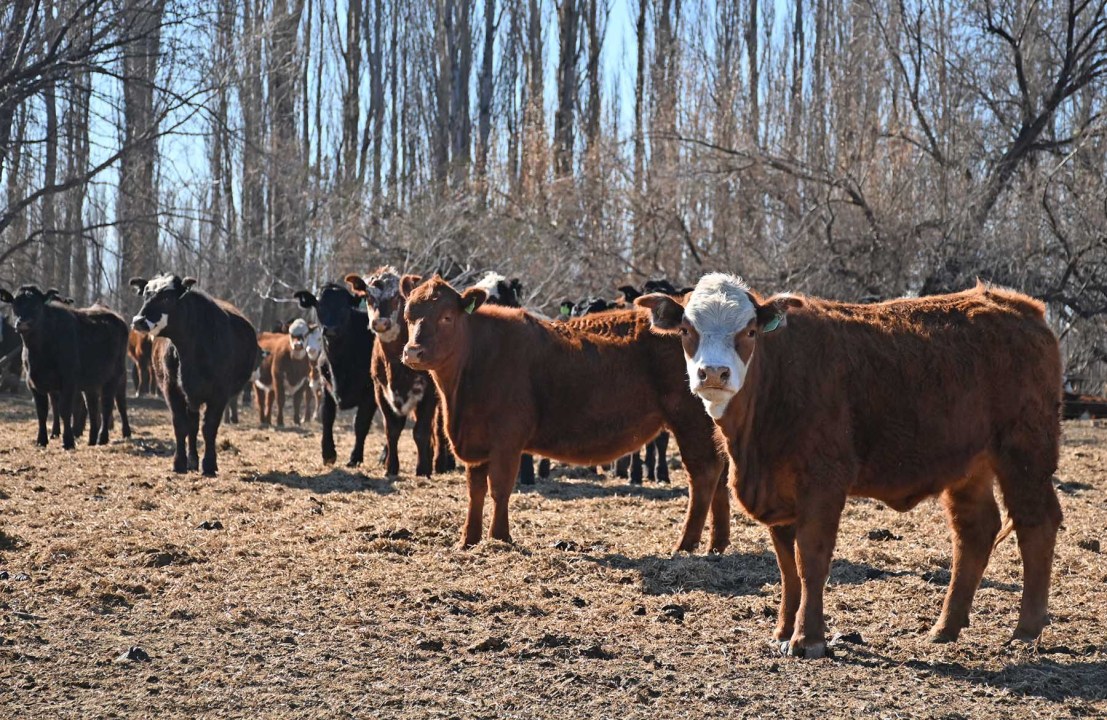 Empresa entrerriana hace ganadería en la Patagonia. Foto: Florencia Salto.