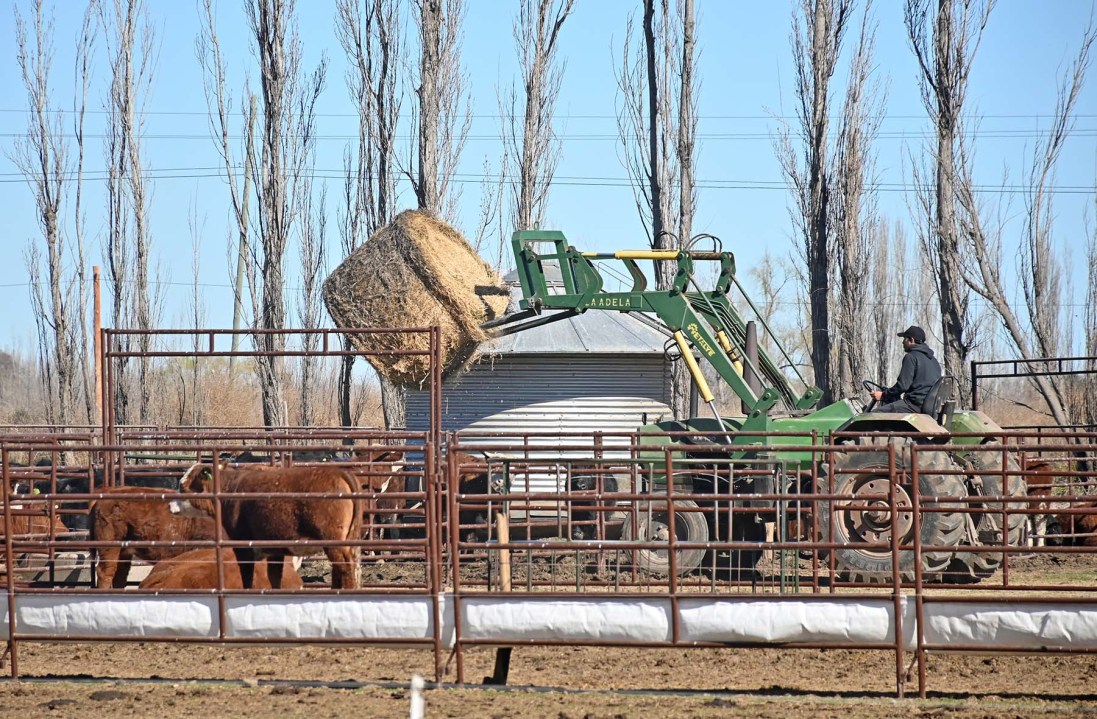 Gracias a un acuerdo con un vecino, Mario y Matías lograron compraron maquinaria. Foto: Florencia Salto.