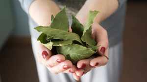 Qué días quemar laurel para atraer abundancia y limpiar la energía del hogar 