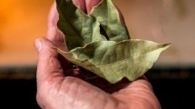 Imagen de Dónde colocar una hoja de laurel para atraer riqueza y limpiar la energía estancada 