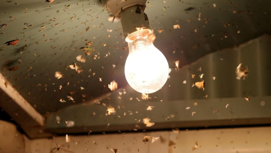 Cómo evitar insectos en los plafones de luz. 