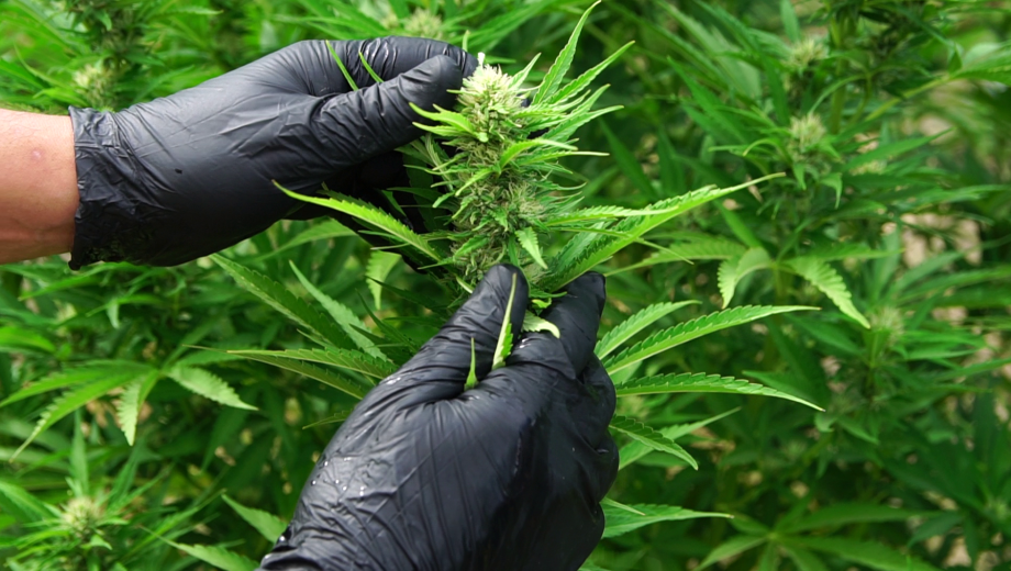 Destacan las múltiples propiedades del cáñamo. Foto: gentileza