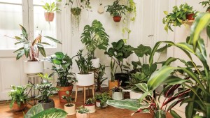 Qué significa tener plantas adentro de casa, según la psicología