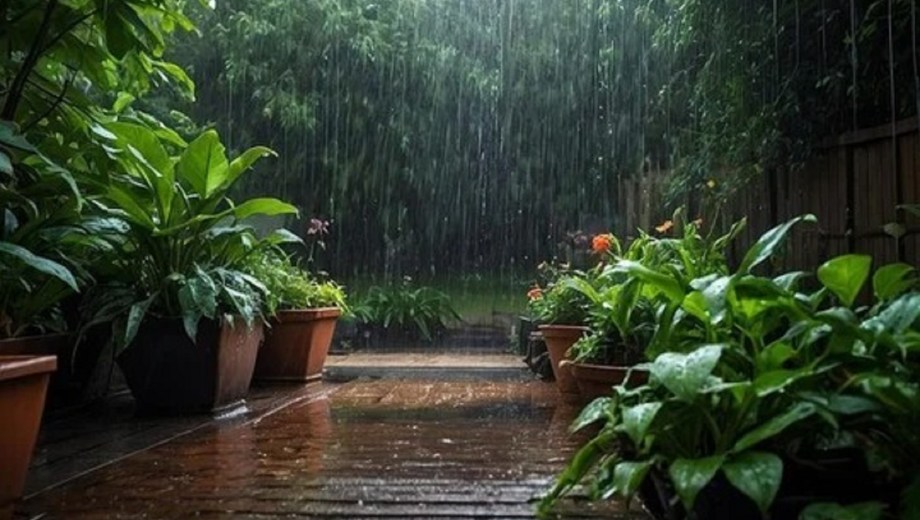 La lluvia y las plantas. 