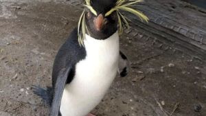 El Pingüino de Penacho Amarillo de Las Grutas busca un nombre: invitan a los más chicos a elegirlo
