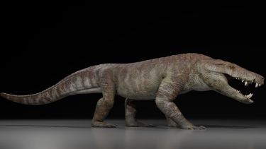 Descubren el Kostensuchus atrox, un cocodrilo feroz de 70 millones de años en la Patagonia